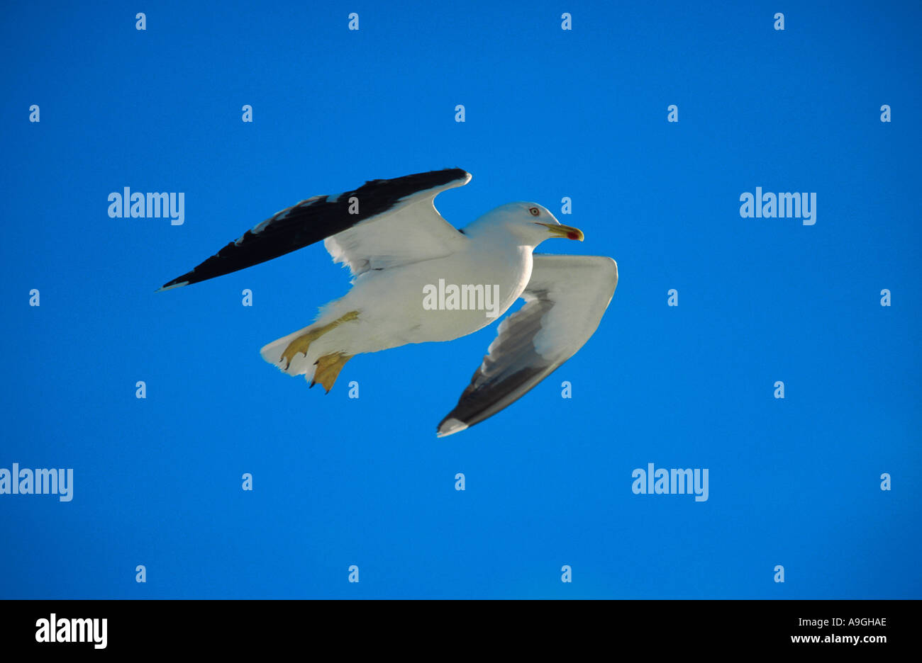 weniger schwarz-unterstützte Möve (Larus Fuscus), fliegen, Niederlande, Texel Stockfoto