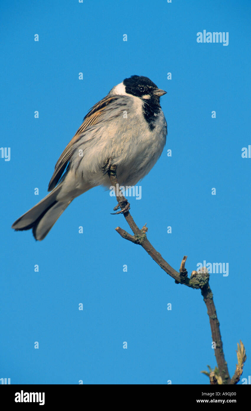 Reed Bunting (Emberiza Schoeniclus), männliche auf Ast, Deutschland, Schleswig-Holstein Stockfoto