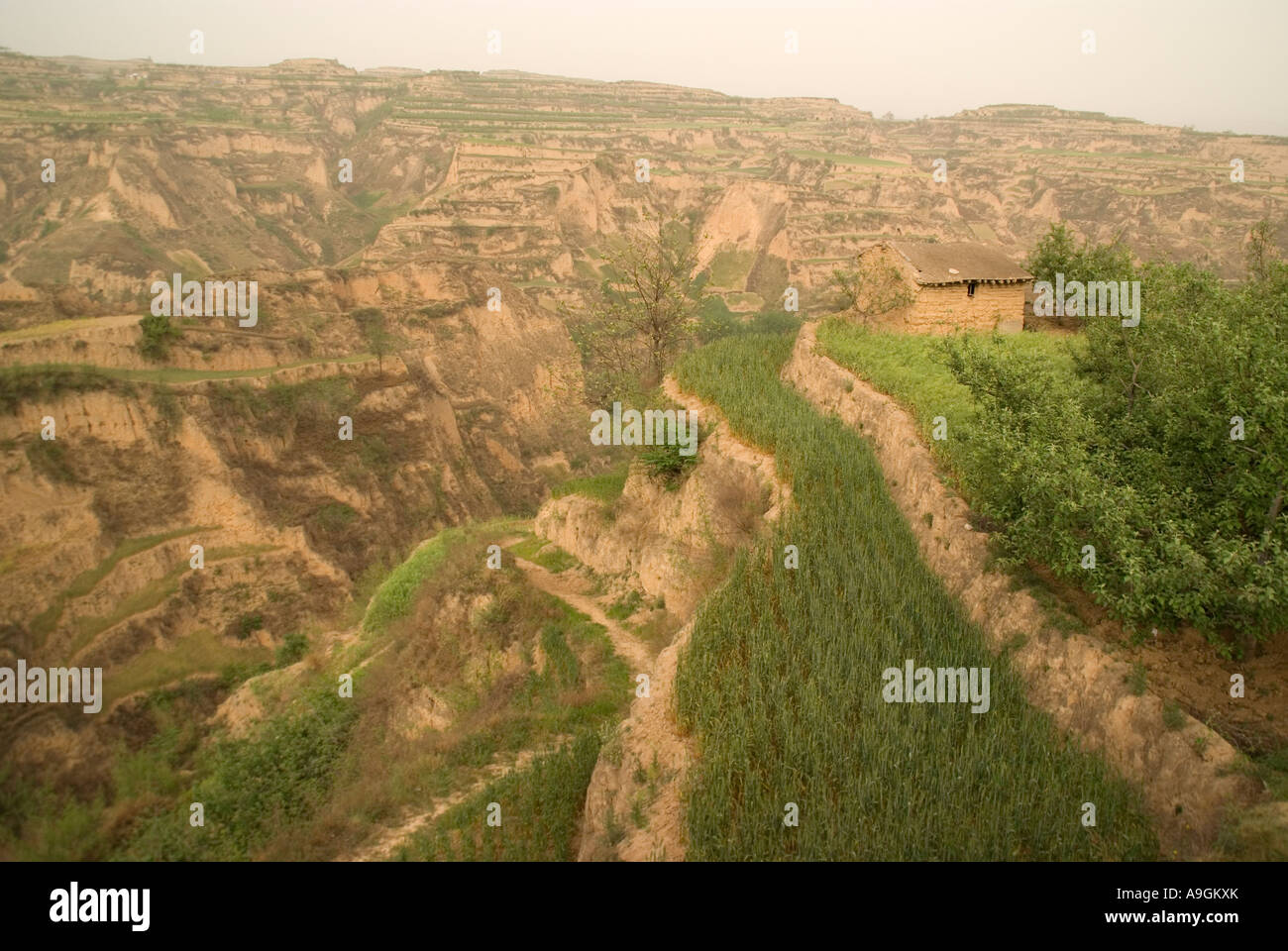 Landschaft von Löss-Plateau mit Bauernhof-Terrassen in der Nähe von gelben Fluss (Huanghe) in der Provinz Shanxi Stockfoto