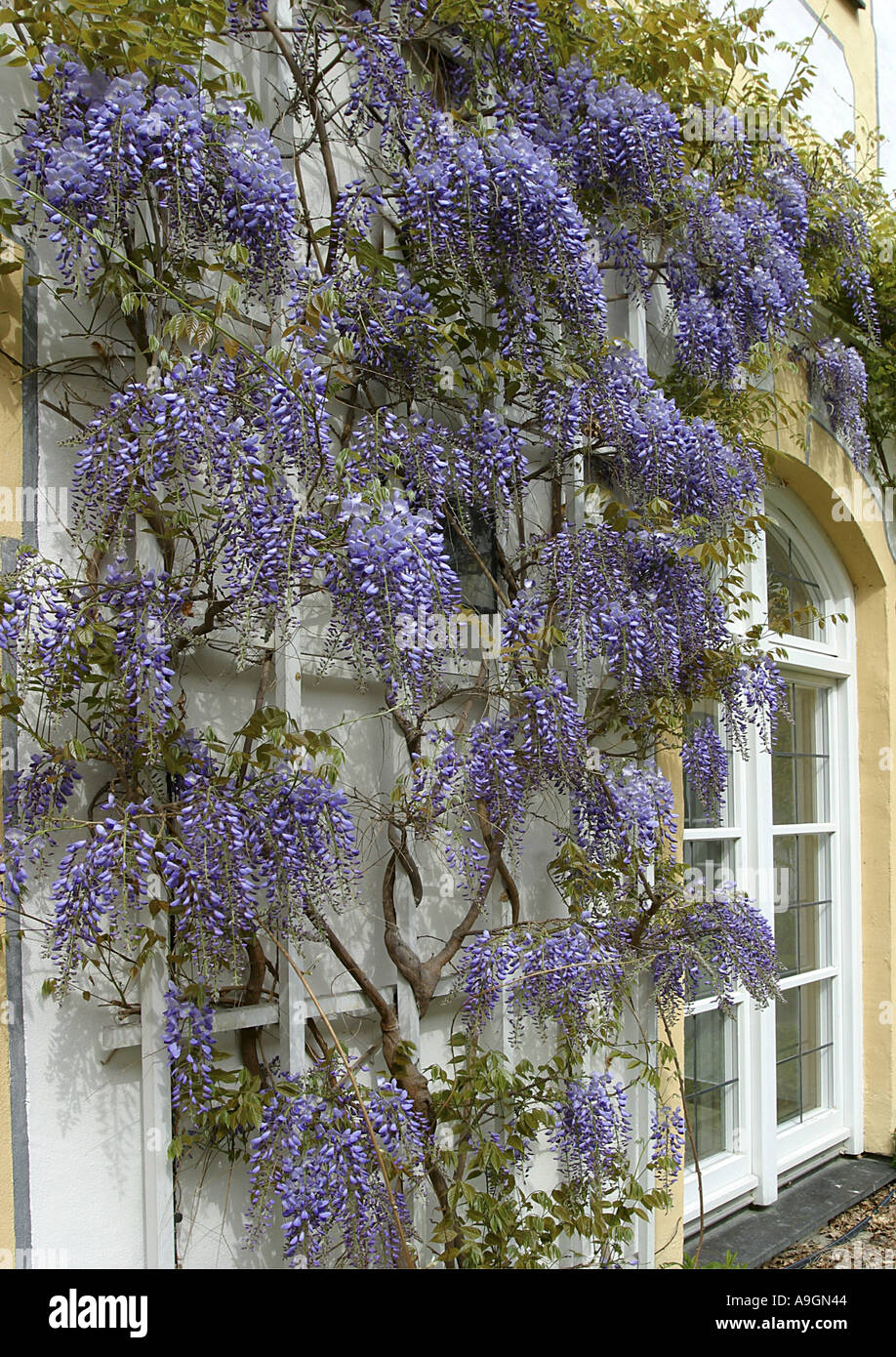 Chinesischer Blauregen (Wisteria Sinensis), Blhen An Einer Wand