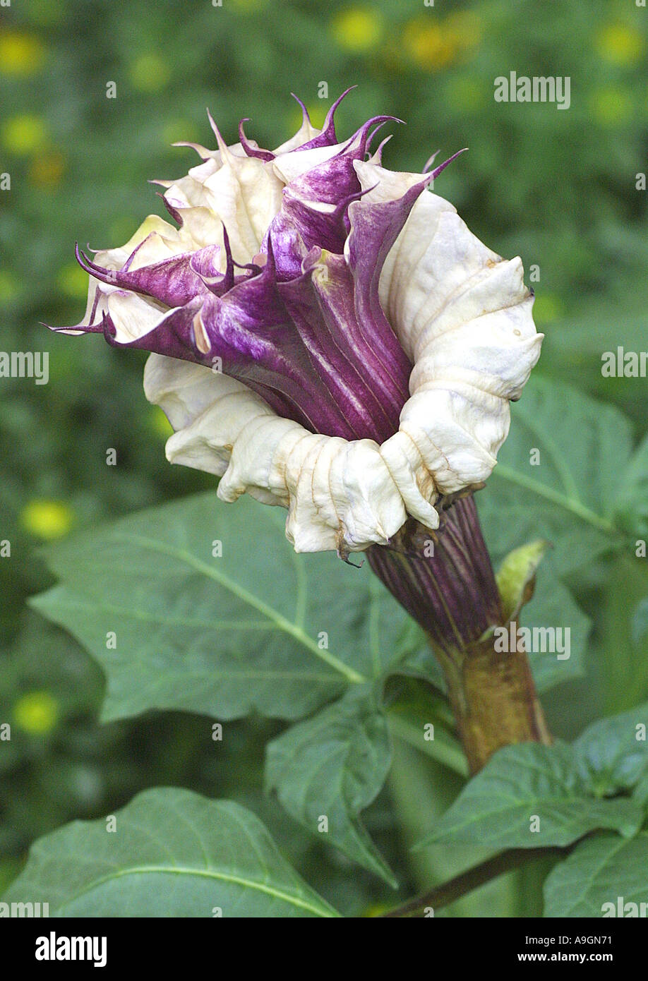 Blume schwarz Datura, Downy Thornapple Horn des Planty (Datura Metel Flora Pleno) Stockfoto