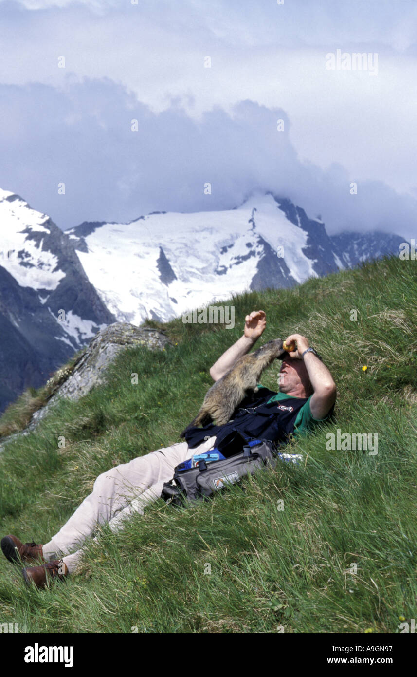 Alpen-Murmeltier (Marmota Marmota), Mann Fütterung Murmeltier mit Großglockner hinter. Stockfoto