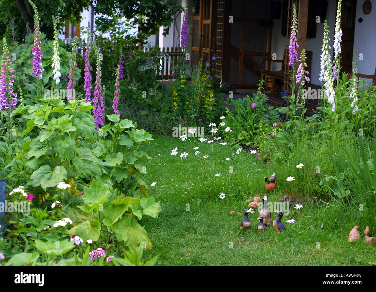 gemeinsamen Fingerhut, Enten lila Fingerhut (Digitalis Purpurea), blühen in einem Garten mit Dekoration Stockfoto