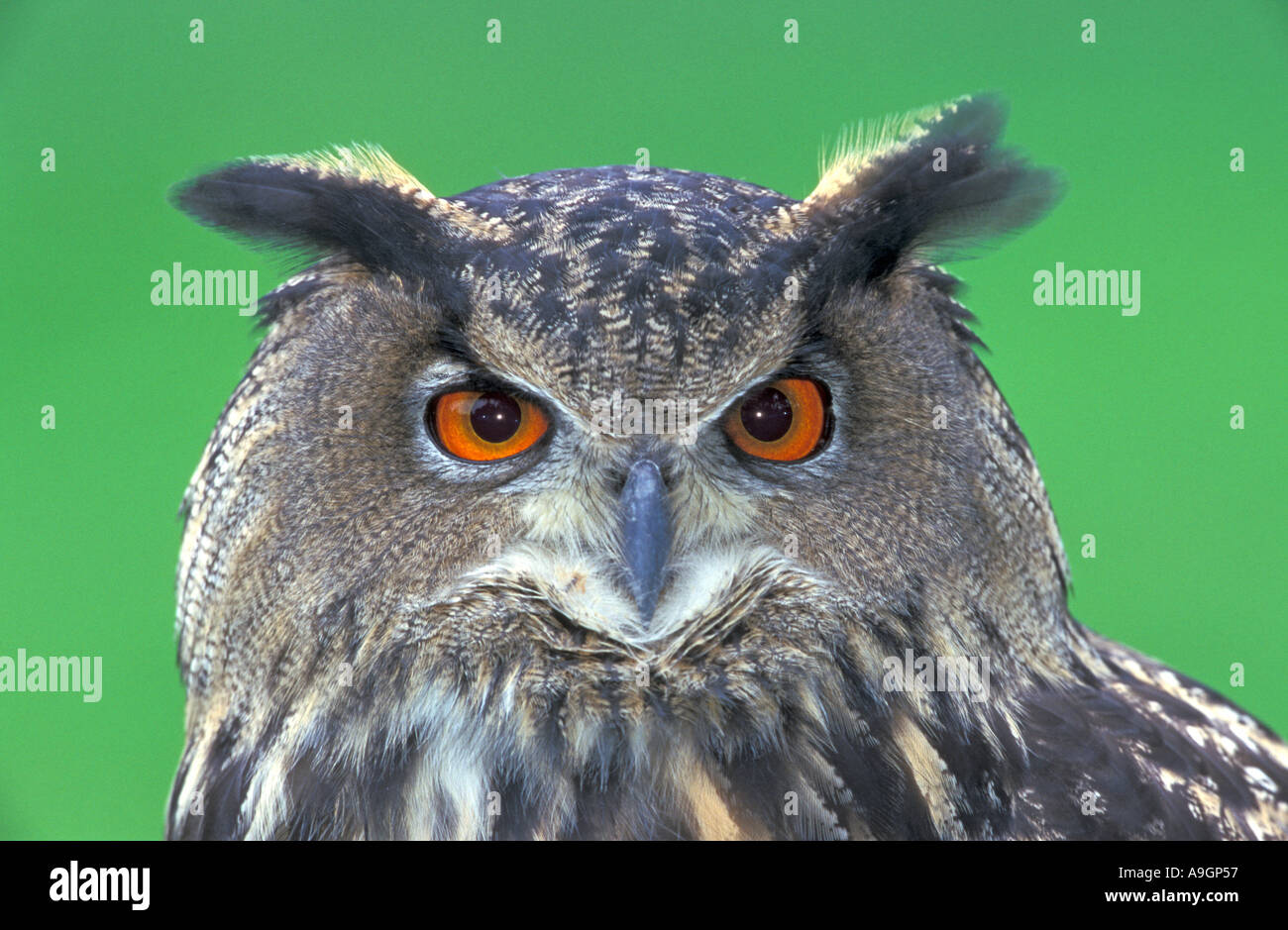 nördlichen Uhu (Bubo Bubo), Portrait. Stockfoto