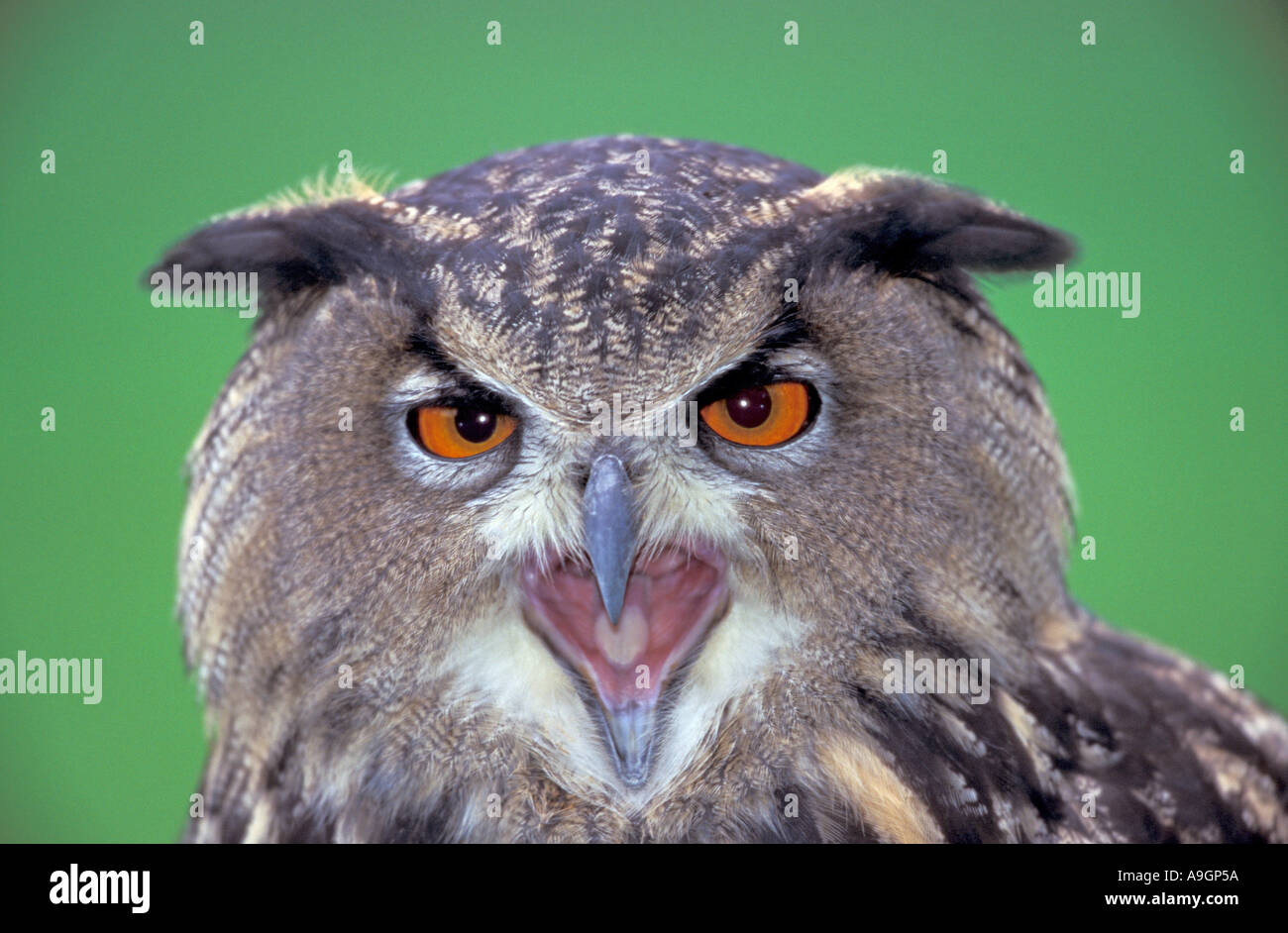 nördlichen Uhu (Bubo Bubo), Porträt, schreien. Stockfoto