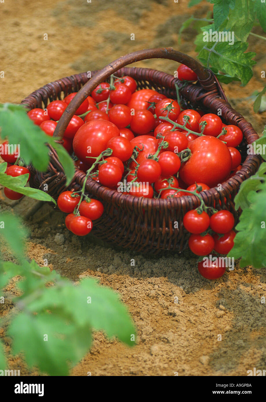 Garten Tomaten (Solanum Lycopersicum, Lycopersicon Esculentum), Tomaten in wickerbasket Stockfoto