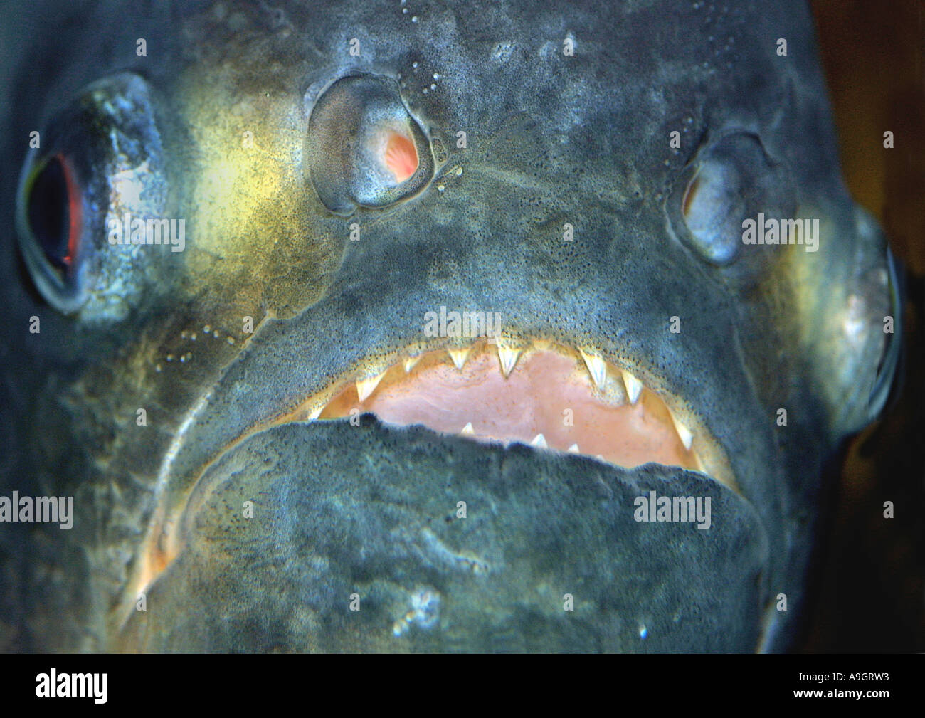 Piraya (Pygocentrus Piraya), Vertrieb Amazonas Stockfotografie Alamy