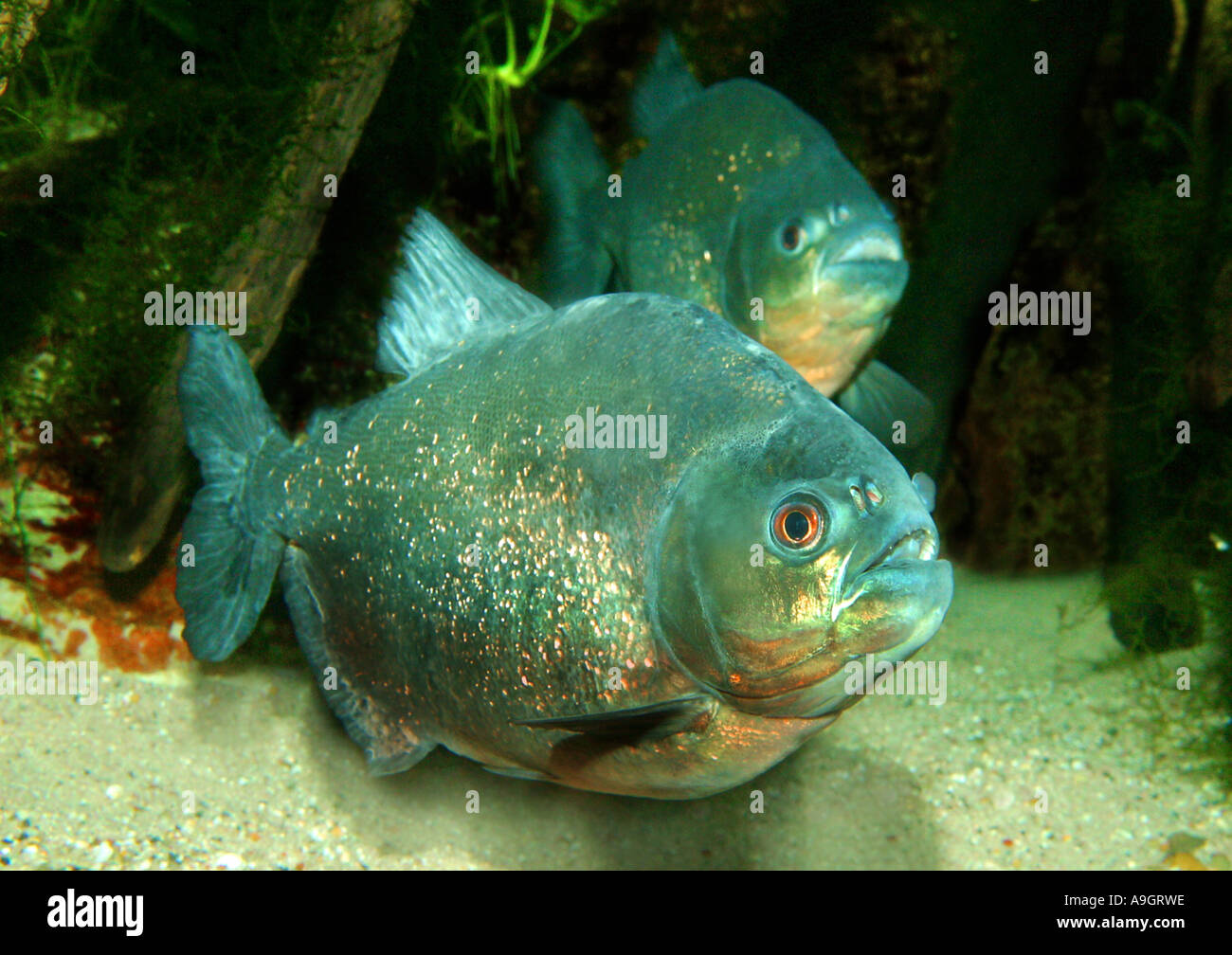 Piraya piranhas Fotos und Bildmaterial in hoher Auflösung Alamy