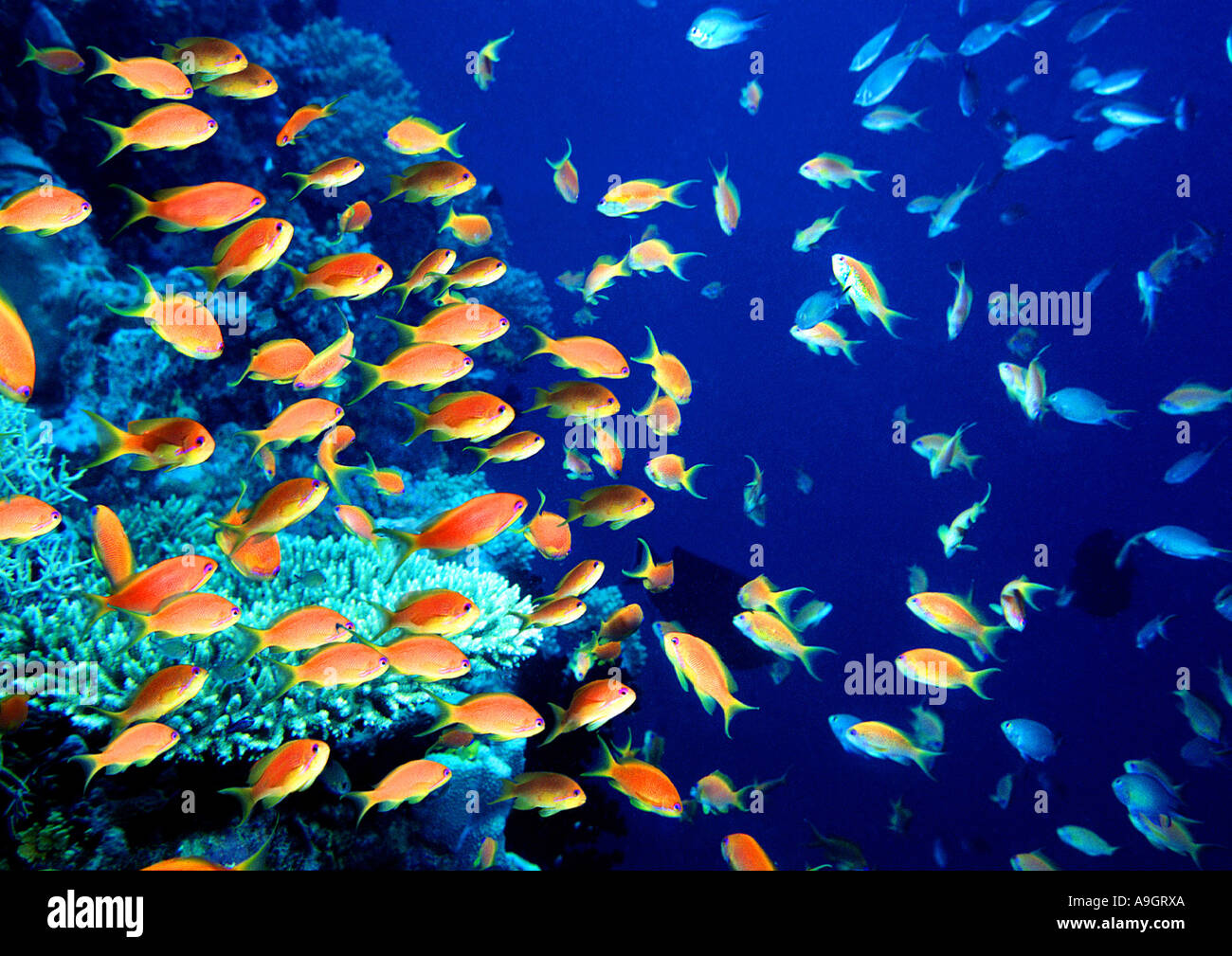 Anthia (Pseudanthias spec.), Vertrieb: Indopazifik Stockfoto