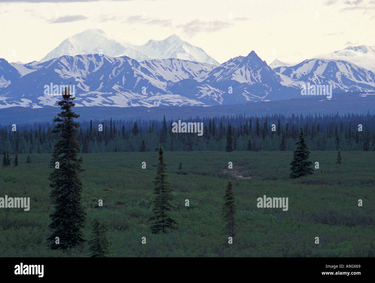 Mount McKinley vom George Parks Highway in der Nähe von Alaska Denali State Park aus gesehen Stockfoto
