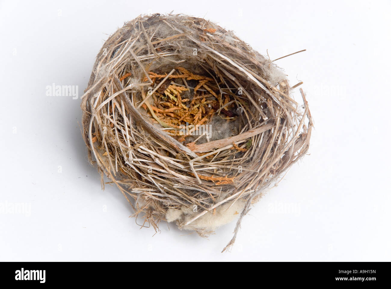 Eine leere Birds Nest Stockfoto