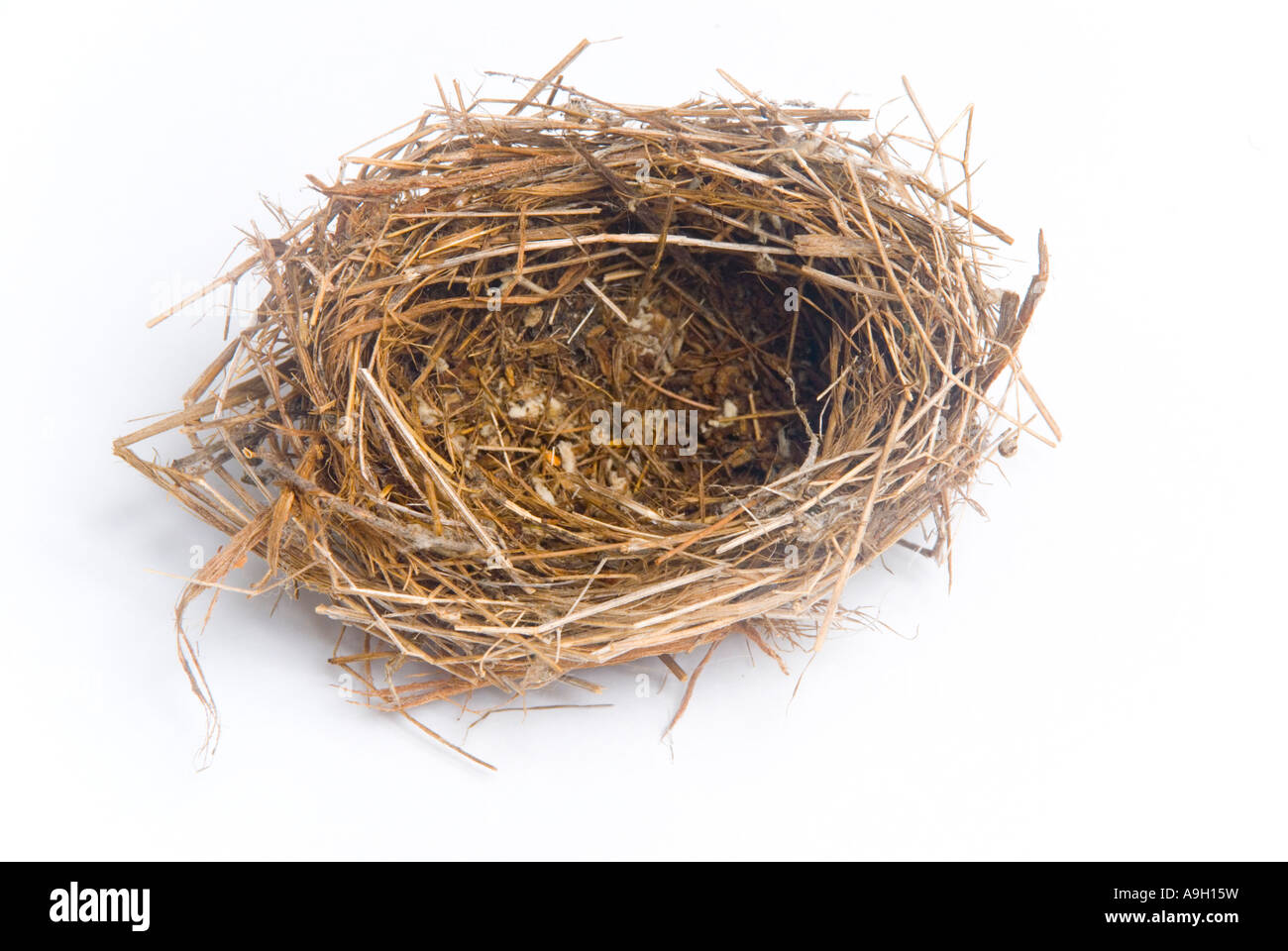 Eine leere Birds Nest Stockfoto