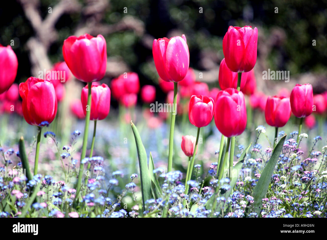 Tulpen blühen im französischen park Stockfoto