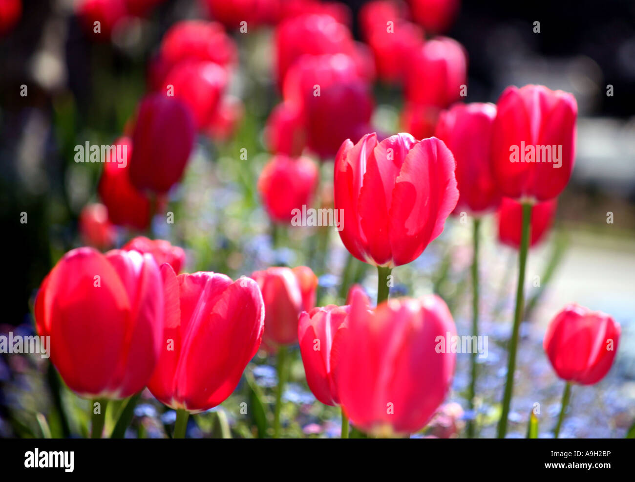 Rote Tulpen blühen im öffentlichen Park in Frankreich 2007 Stockfoto