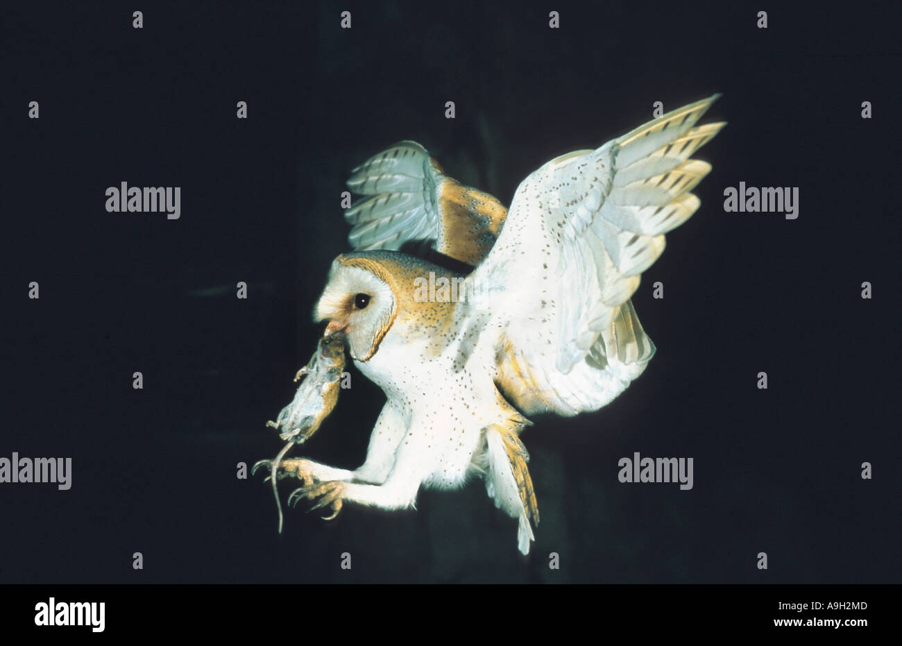 Schleiereule (Tyto Alba), fliegen, das Nest mit einem Mäuse, Deutschland, Ost-Westfalen, Kaunitz Stockfoto