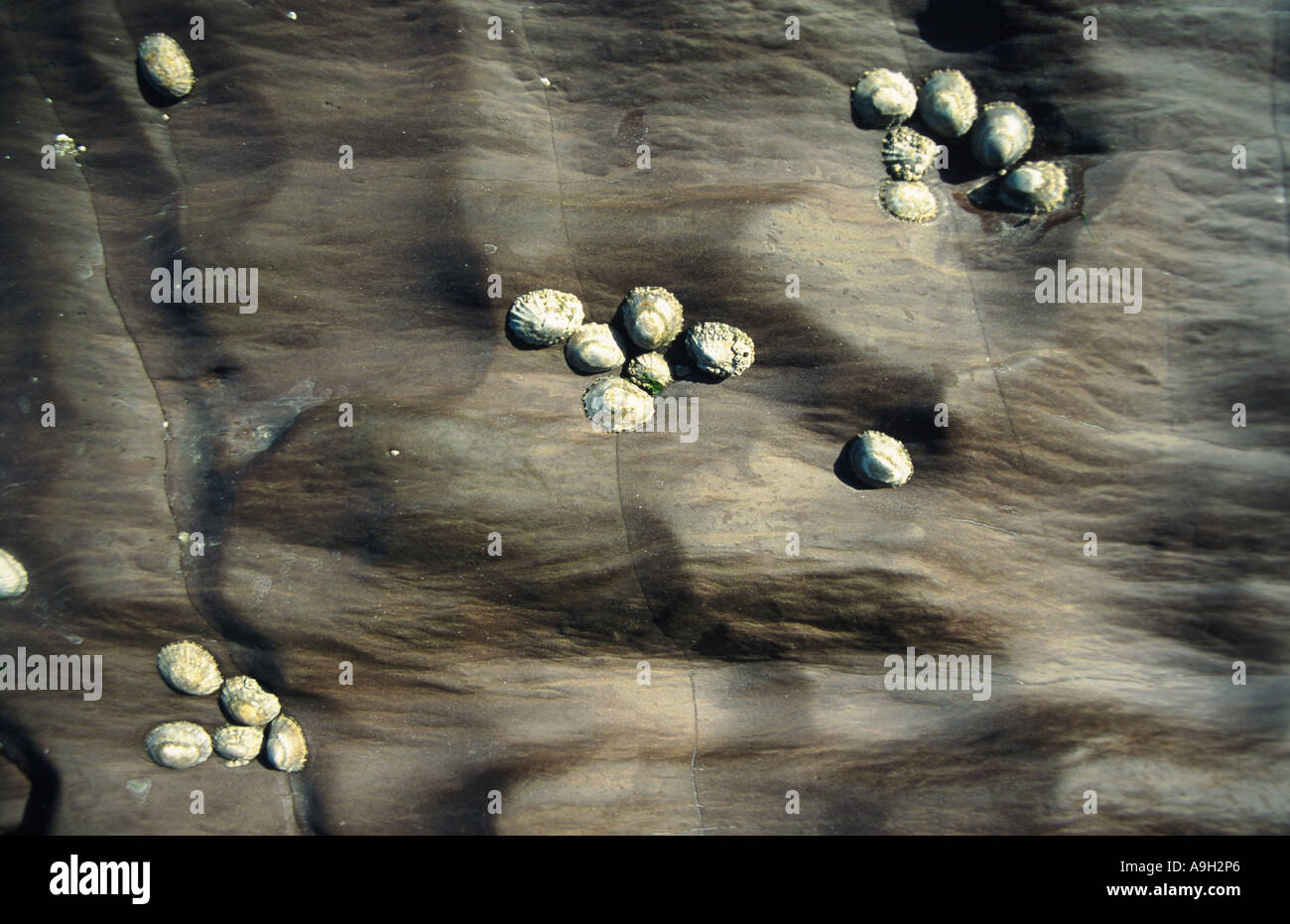 Napfschnecken, echte Napfschnecken (Patellidae), Irland Stockfoto