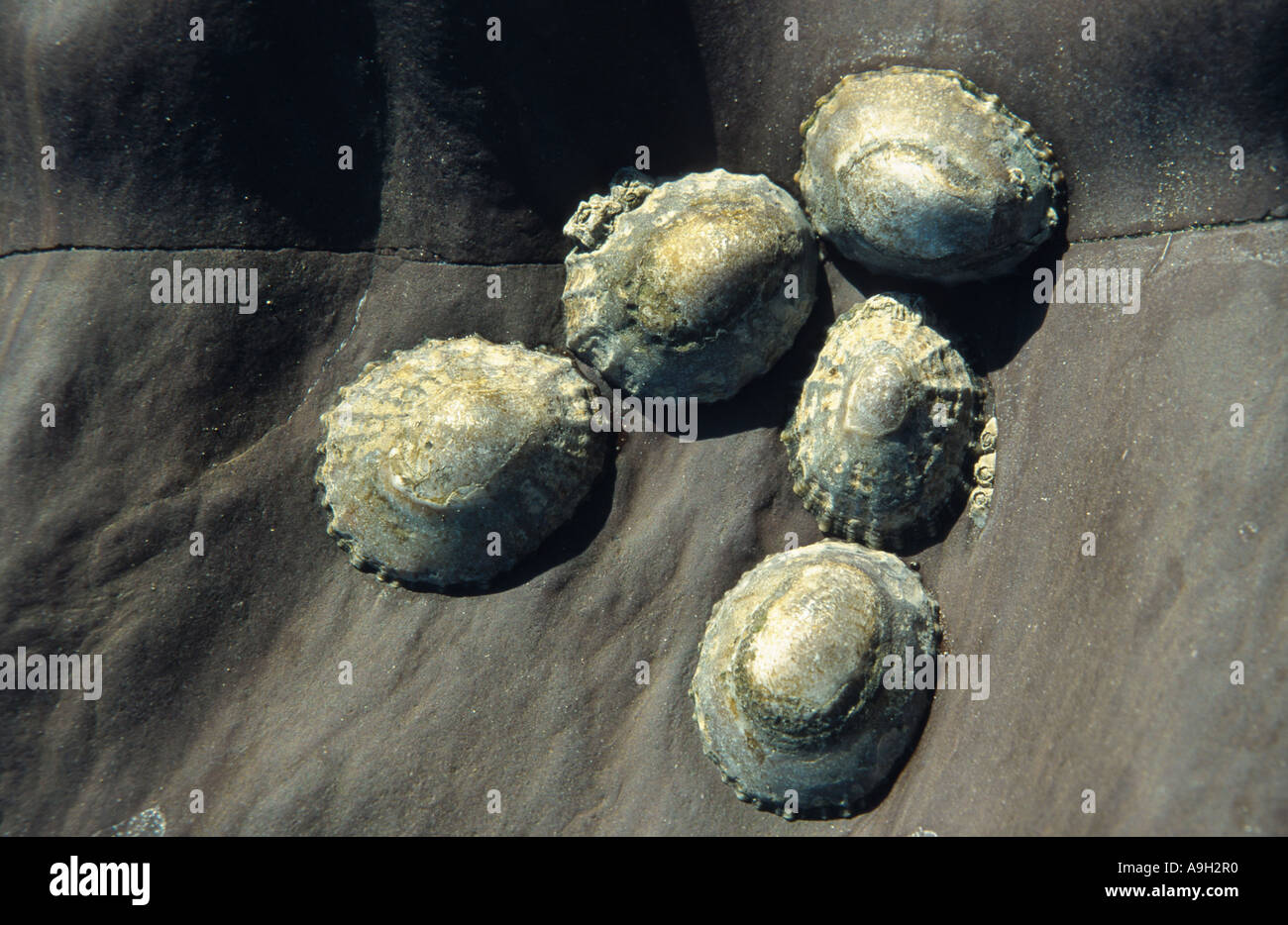 Napfschnecken, echte Napfschnecken (Patellidae), Irland Stockfoto