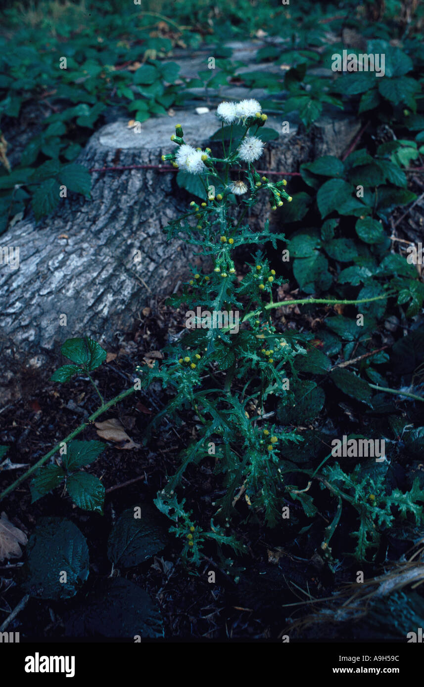 Greiskraut Senecio Vulgaris Pflanze wächst weiter, um Blumen Saatgut Kopf anmelden Stockfoto