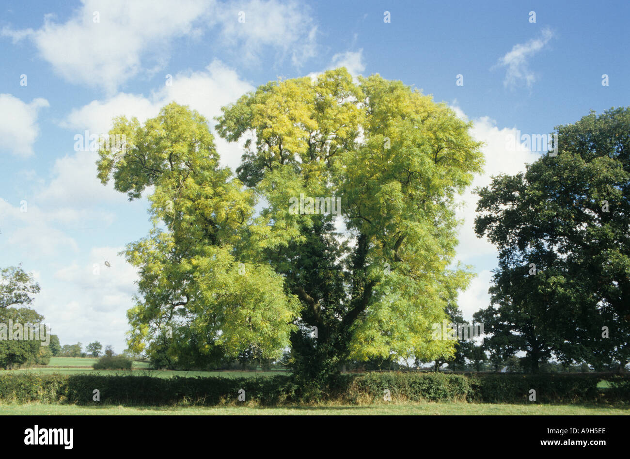 Asche Baum Fraxinus Excelsior im Herbst Hecke Stockfoto