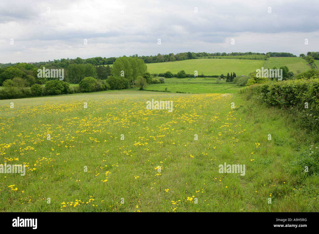 Spring Meadows of Hawkweed Flowers, Chess Valley, in der Nähe von Sarratt Bottom, Hertfordshire, Großbritannien Stockfoto