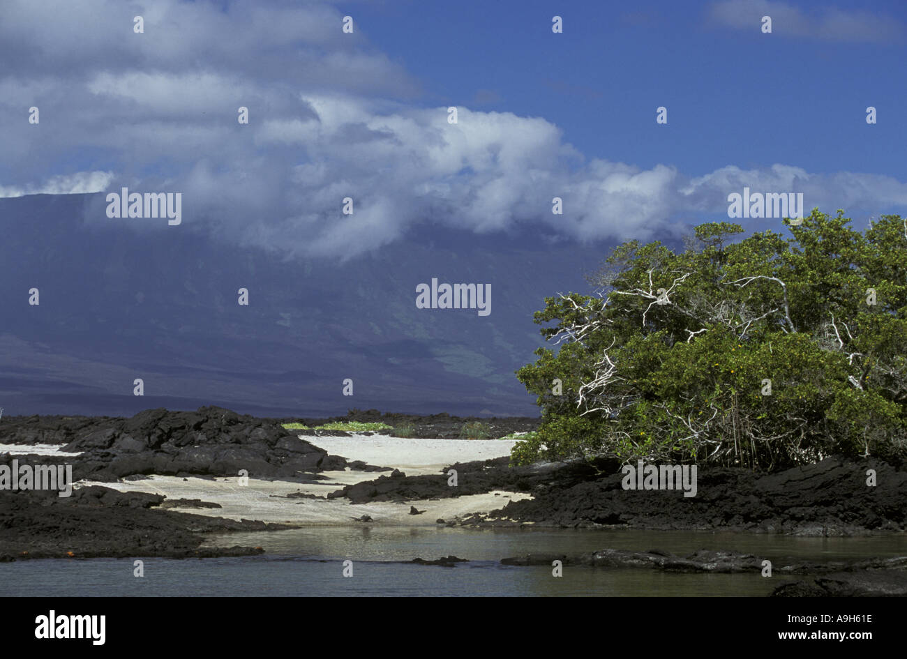Schwarze Mangrove Avicennia Germinans am Strand Fernandina Galapagos Stockfoto