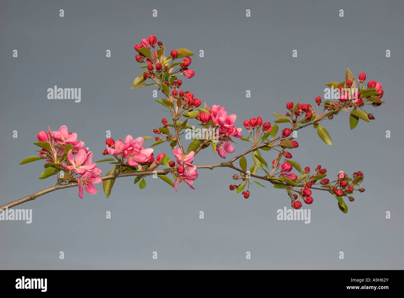 Kirsche Frühjahr blühen Stockfoto