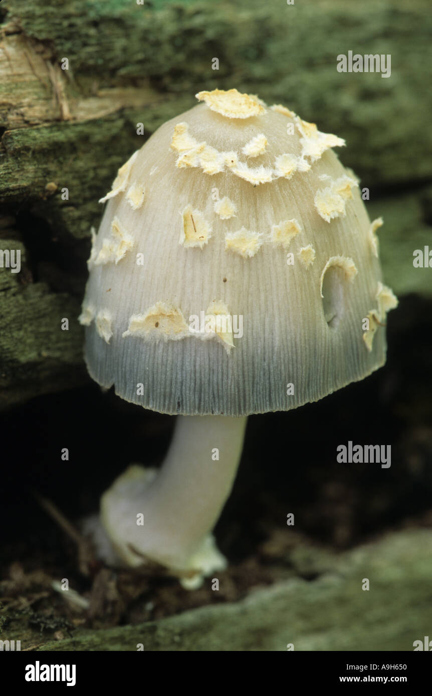 Schuppige Inky Cap Coprinus Quadrifidus Nahaufnahme von Michigan Sommer Stockfoto