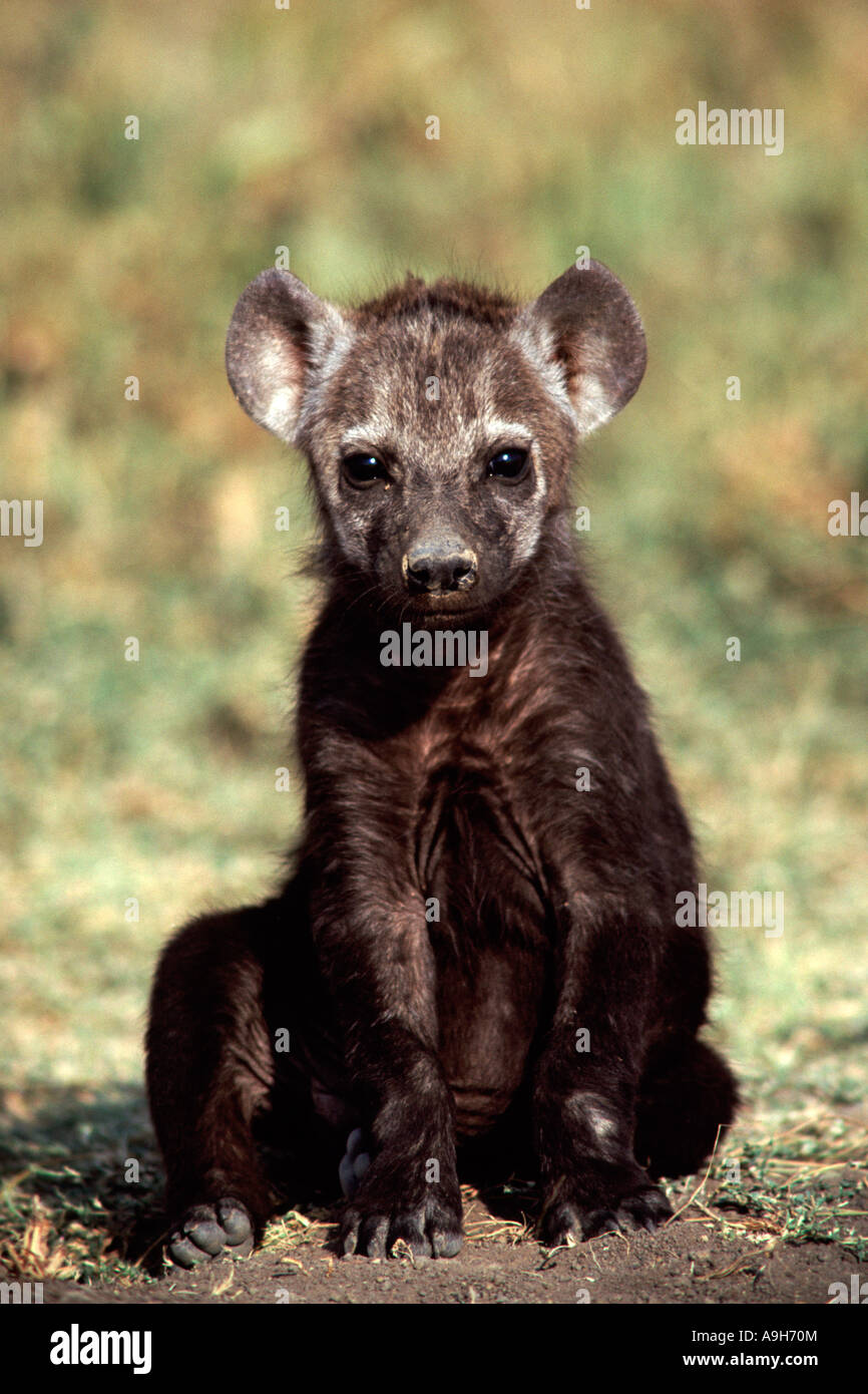 Eine gefleckte Hyäne Cub auch bekannt als eine lachende Hyänen (Crocuta Crocuta) in der Masai Mara game Reserve in Kenia. Stockfoto
