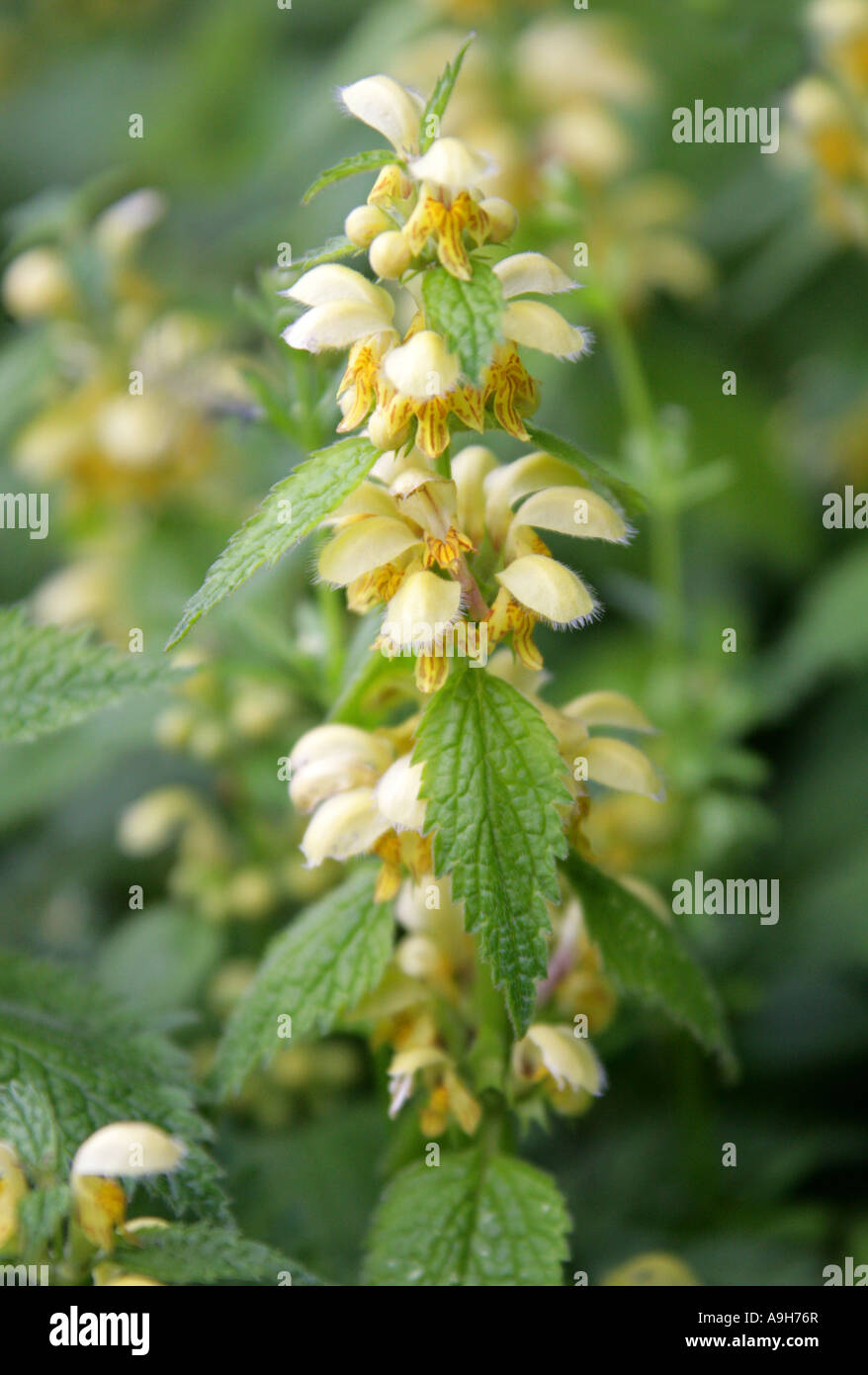 Gelber Erzengel, Lamium galeobdolon, (Galeobdolon luteum), Lamiaceae. Eine der toten Brennnessel, auch bekannt als Weasel Snout. Stockfoto