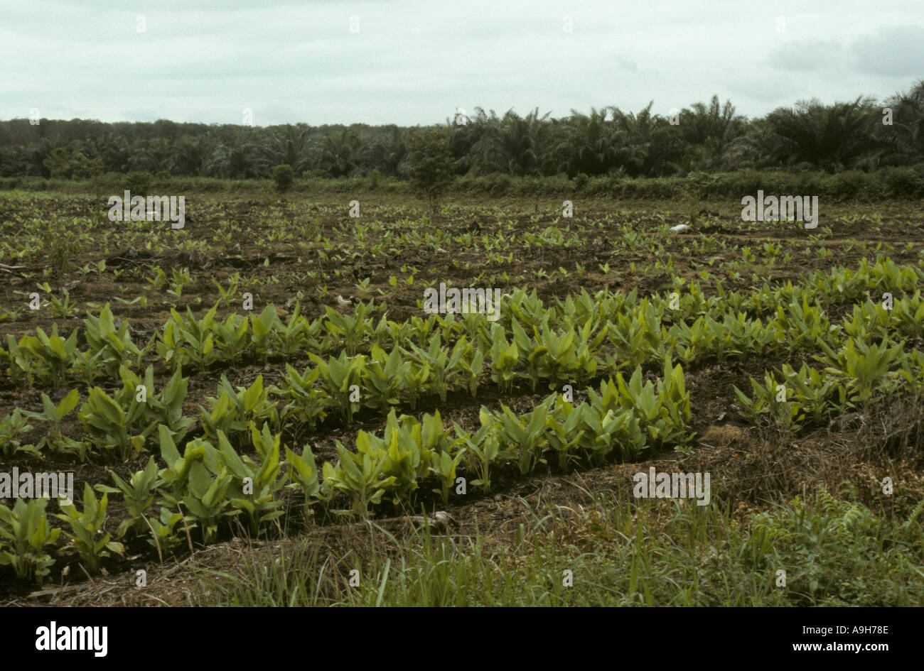 Landwirtschaftliche Kulturpflanzen Malaysia vor kurzem gepflanzt Banane Plantage Johor Zustand Stockfoto