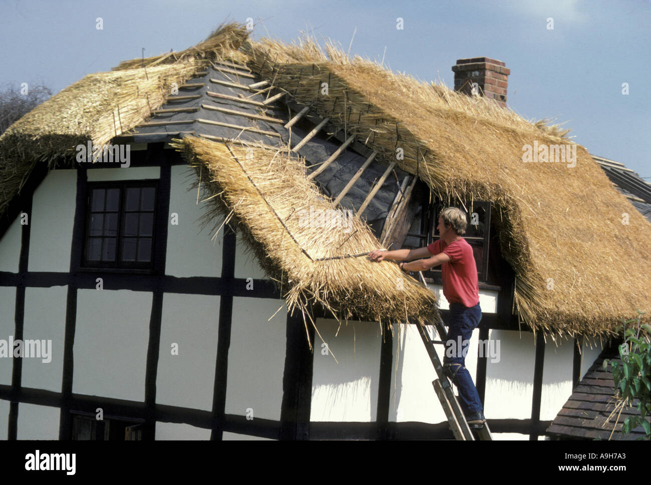 Land Fähigkeiten Thatcher am Arbeitsplatz in Worcestershire Dorf Stockfoto