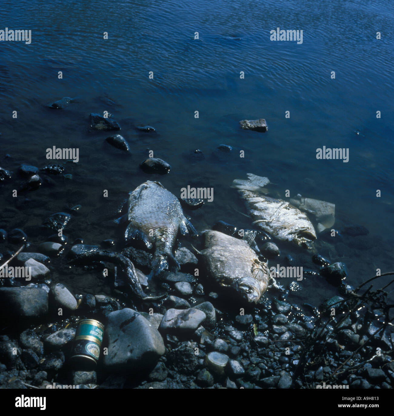 Umweltverschmutzung Fluss Tote Fische getötet durch verschmutzte Fluss Stockfoto