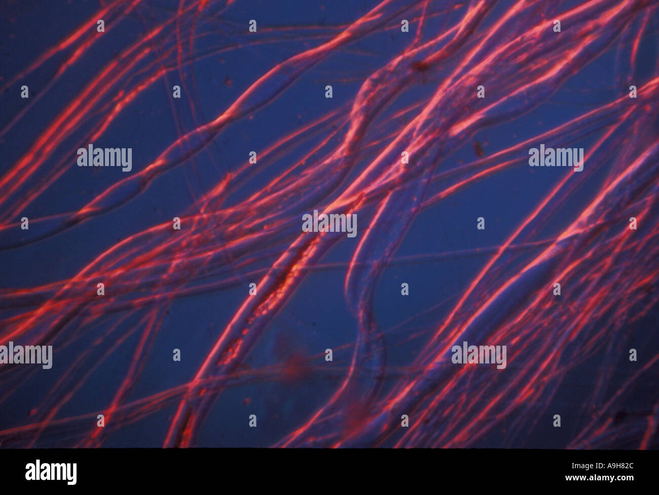 Wissenschaftliche Naturfasern Baumwolle Mag x 80 1 95 9 56 Stockfoto