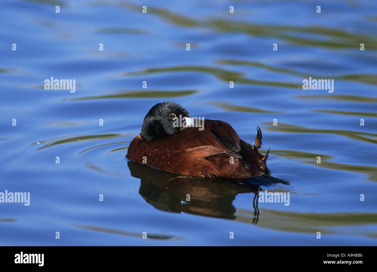 See-Ente Oxyura Vittata argentinischen Ruddy Duck Drake ruht auf Wasser Winter Stockfoto