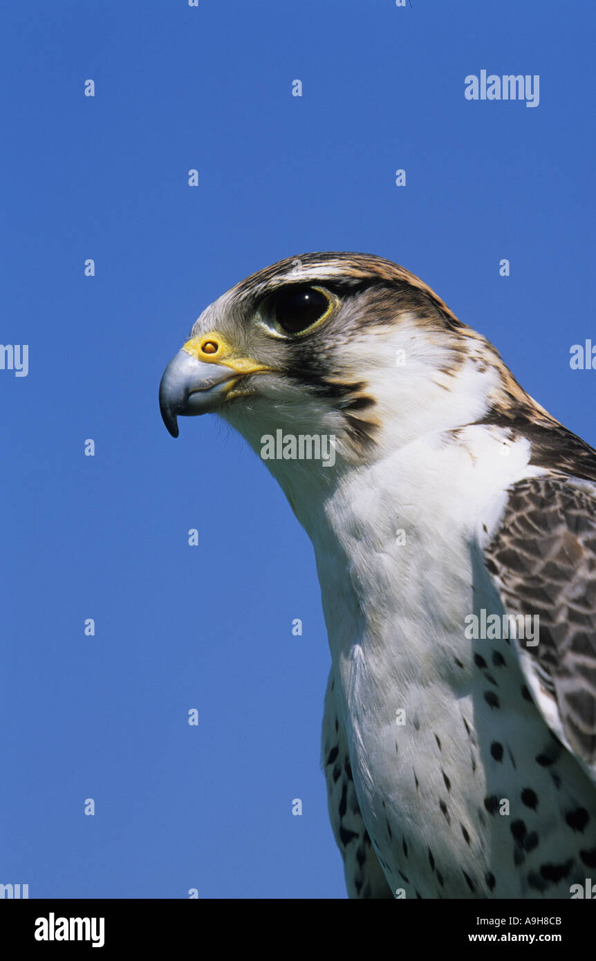 Saker Falcon-Falco Cherrug Porträt gegen blauen Himmel Sommer Stockfoto