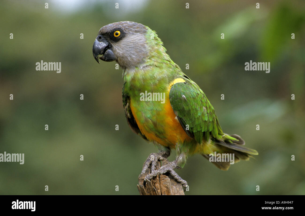 Senegal Papagei Poicephalus Senegalis thront Parc National de Niokolo Koba Senegal Stockfoto