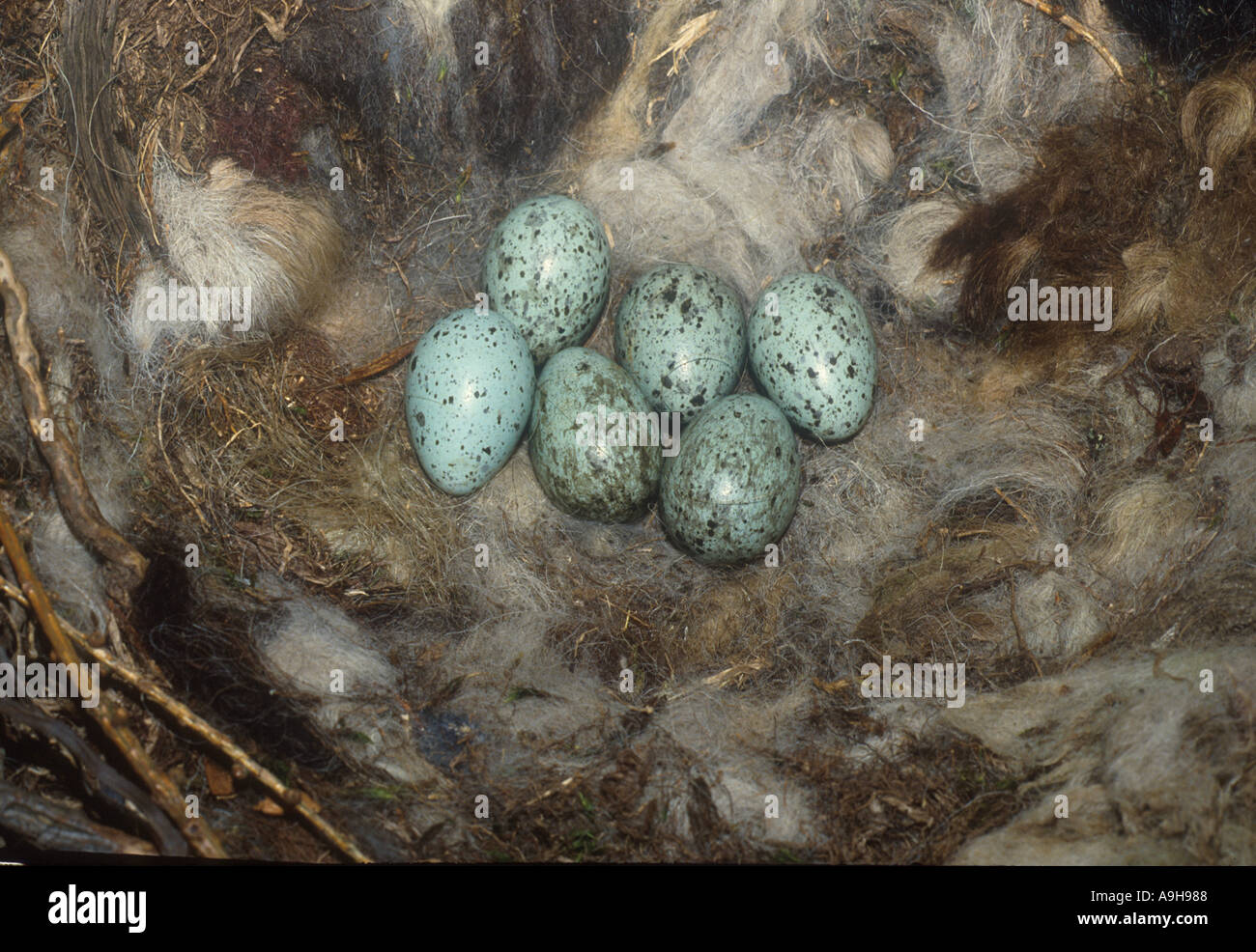 Raven Sie-Corvus Corax sechs Eiern im nest Stockfoto