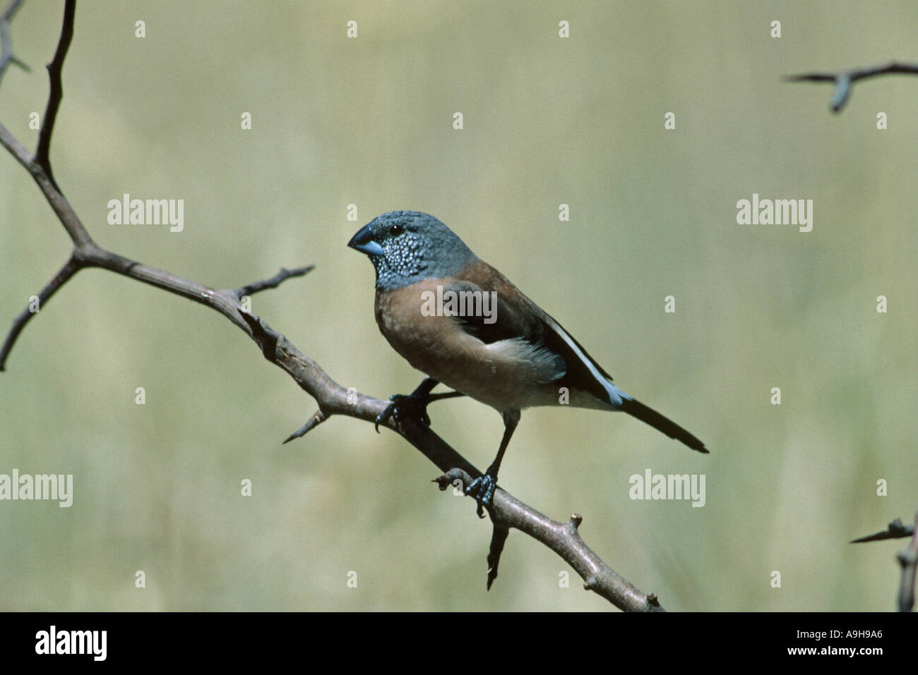 Grau Silber Bill Lonchura Griseicapilla Perched auf Zweig Olorgesailie Kenia geleitet Stockfoto