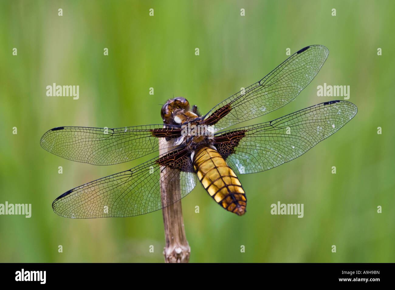 Weibliche breiten Körper Chaser Libellula Depressa in Ruhe auf die