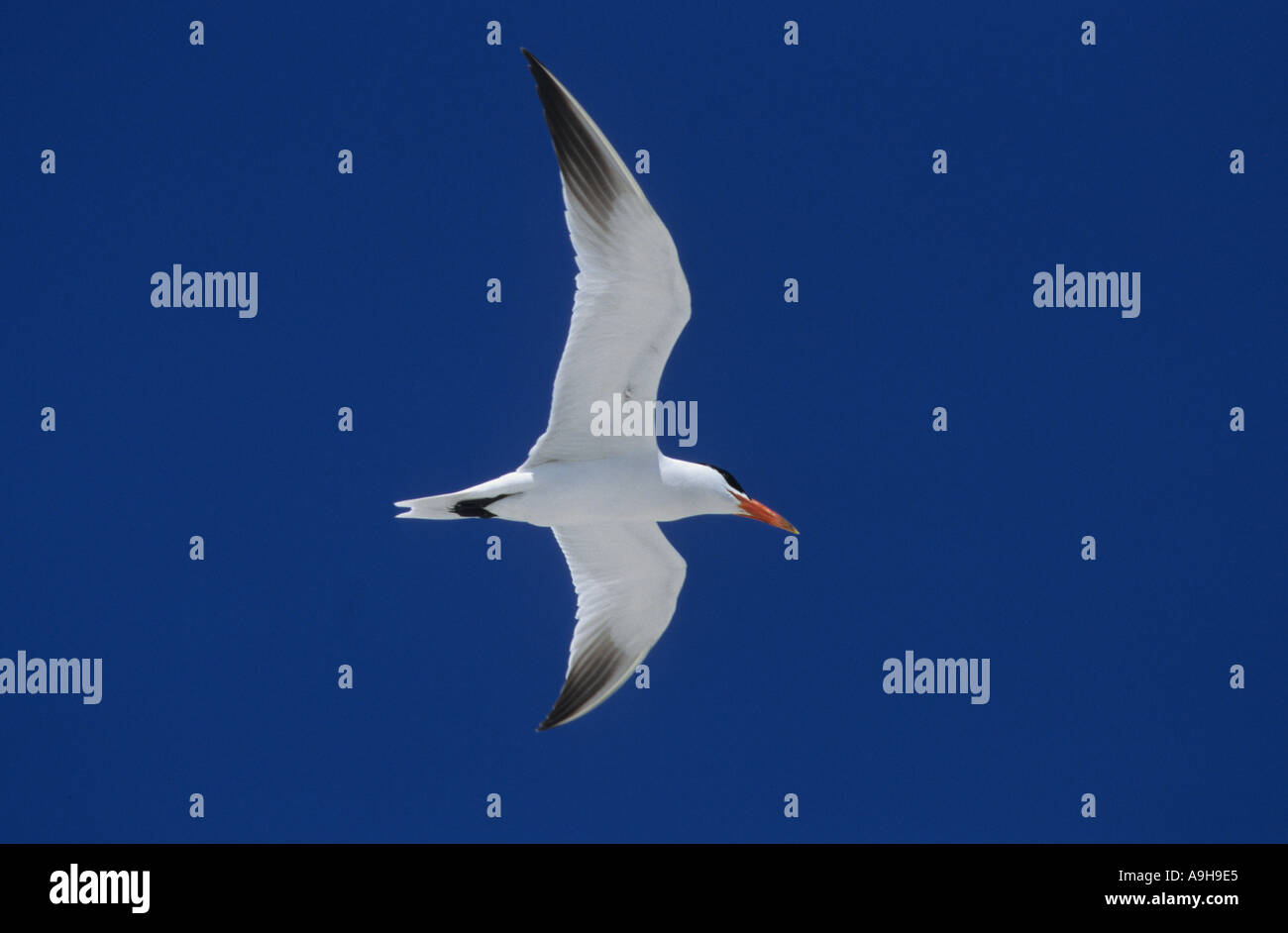 Caspian Tern Sterna Caspia im Flug South Australia Stockfoto