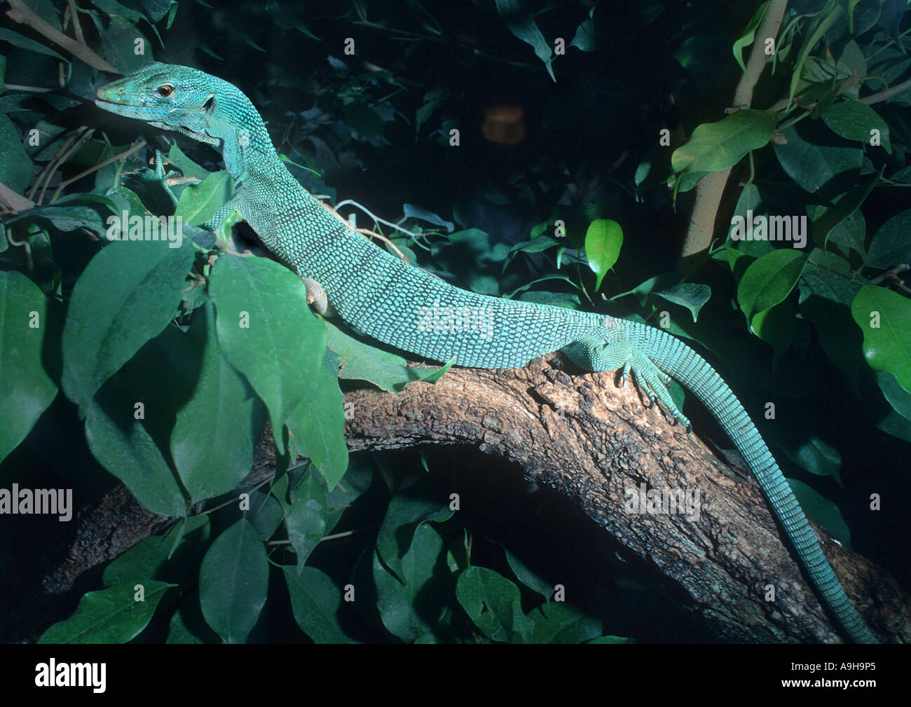 Smaragd-Monitor (Varanus Prasinus), liegend auf Stamm Stockfoto