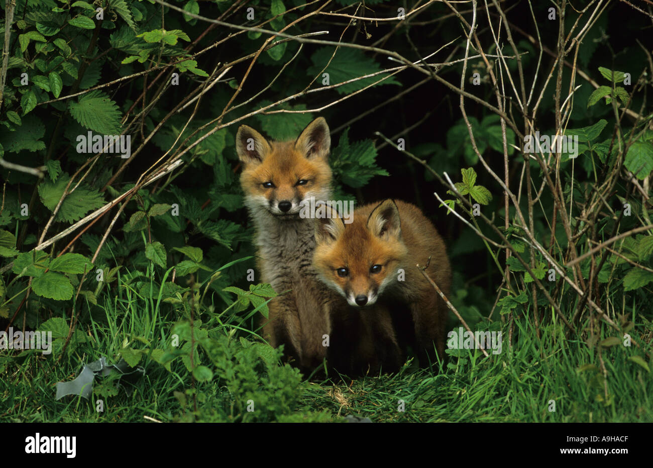 Rotfuchs Vulpes Vulpes zwei jungen stehen unter Vegetation Norfolk Stockfoto