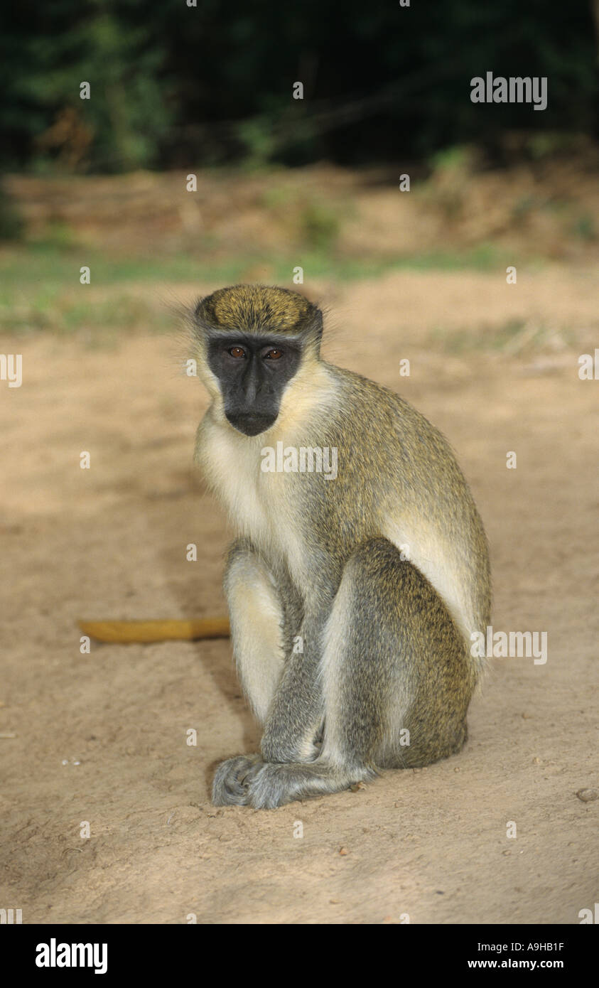 Callithrix Affe in Sabaeus sitzen auf Erden Gambia Stockfoto