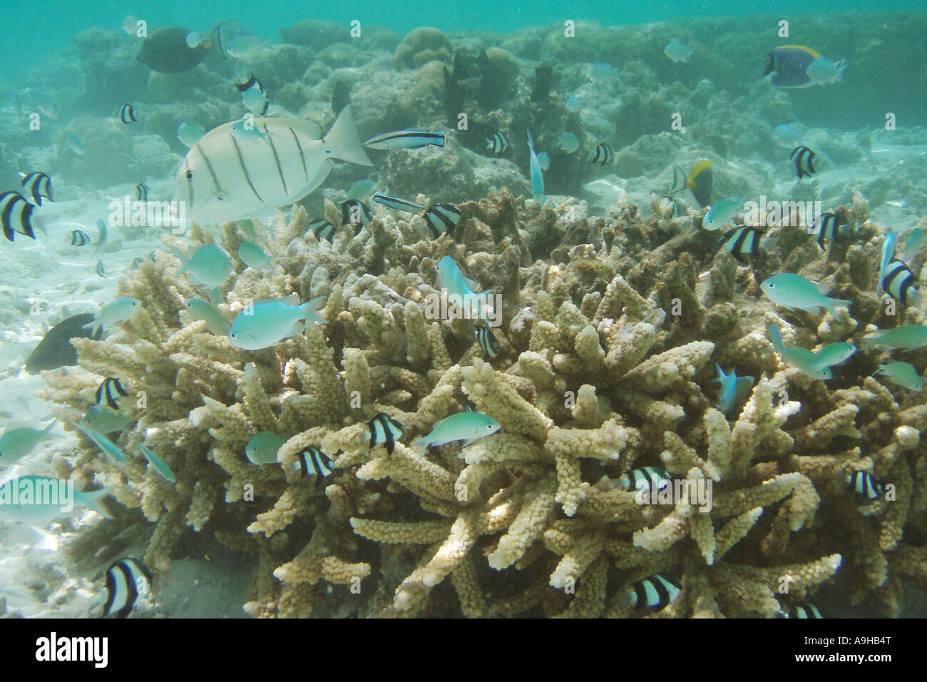 Fische schwimmen unter Steinkorallen im seichten Wasser Stockfoto
