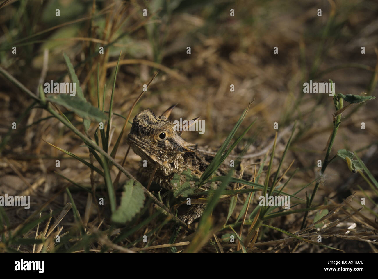 Texas-Krötenechsen Phrynosoma Cornutum Vegetation S W Texas USA Stockfoto
