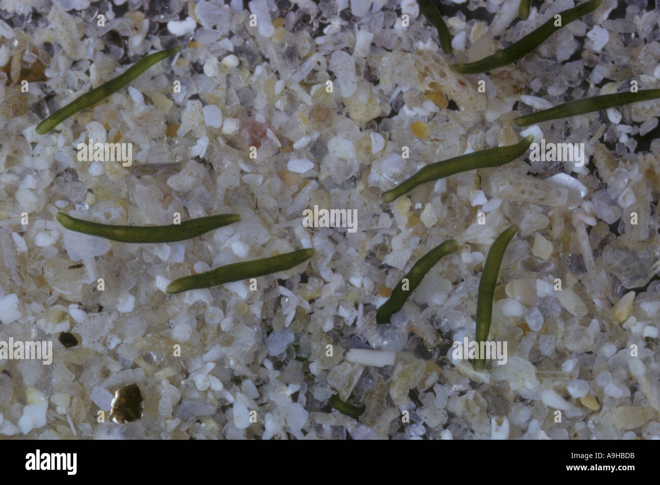 Wurm Flatworm Convoluta Roscoffensis X3 1 2 auf ihrer eigenen natürlichen Sand von Roscoff Stockfoto