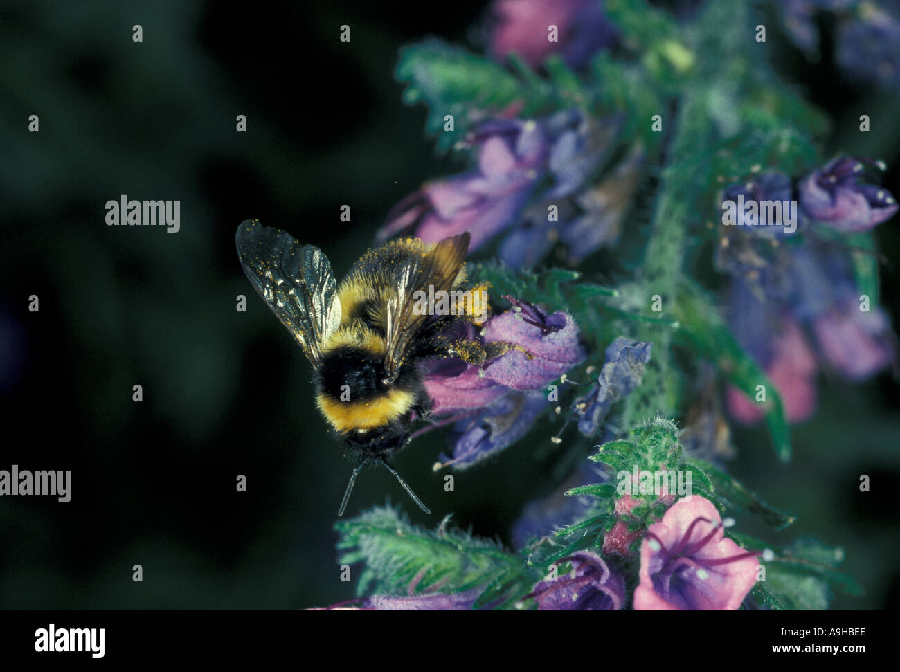 Buff Tailed Bumble Bee Bombus Terrestris bestäuben Viper s bugloss Stockfoto