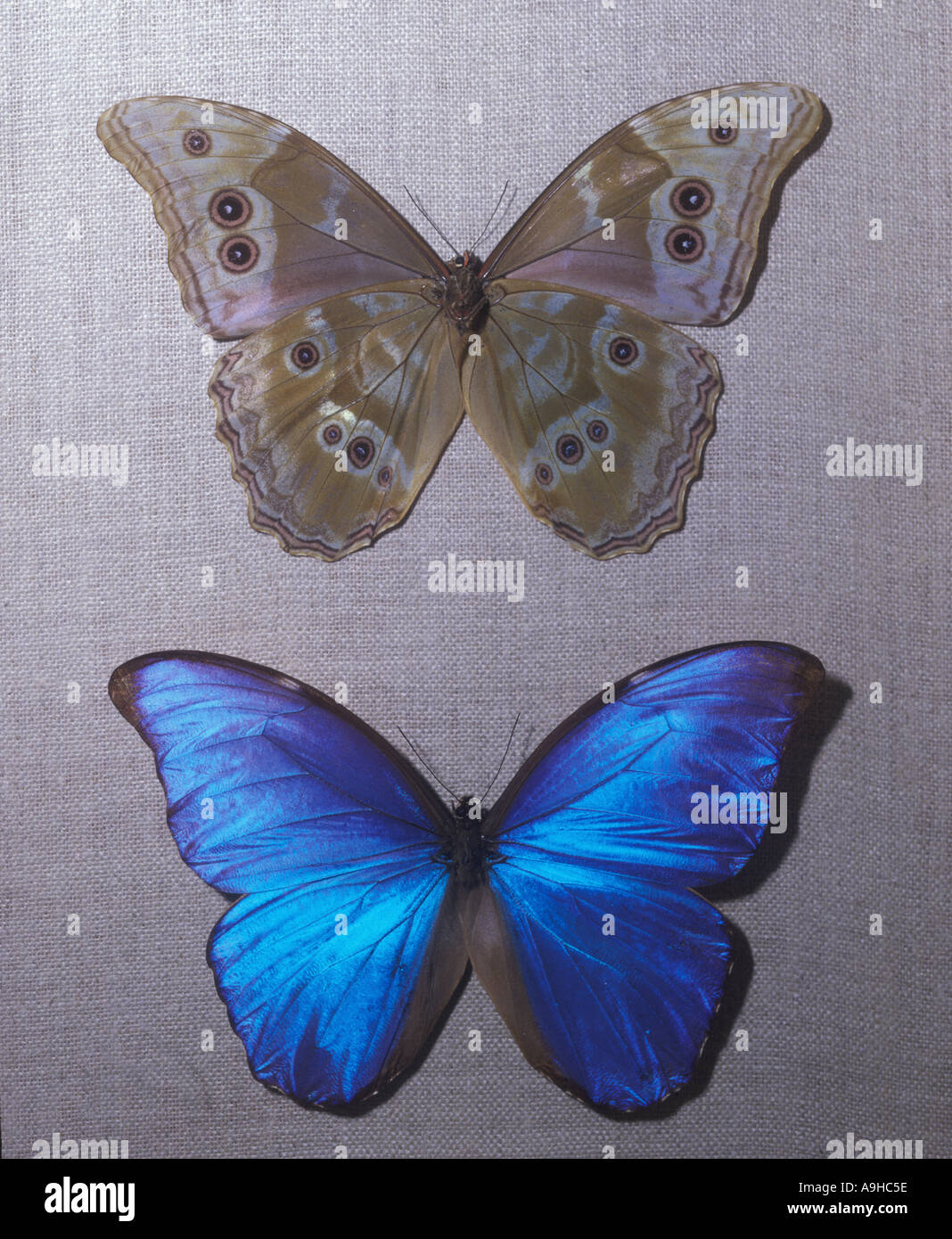 Morpho Didius zwei angezeigten Südamerika Schmetterling Stockfoto