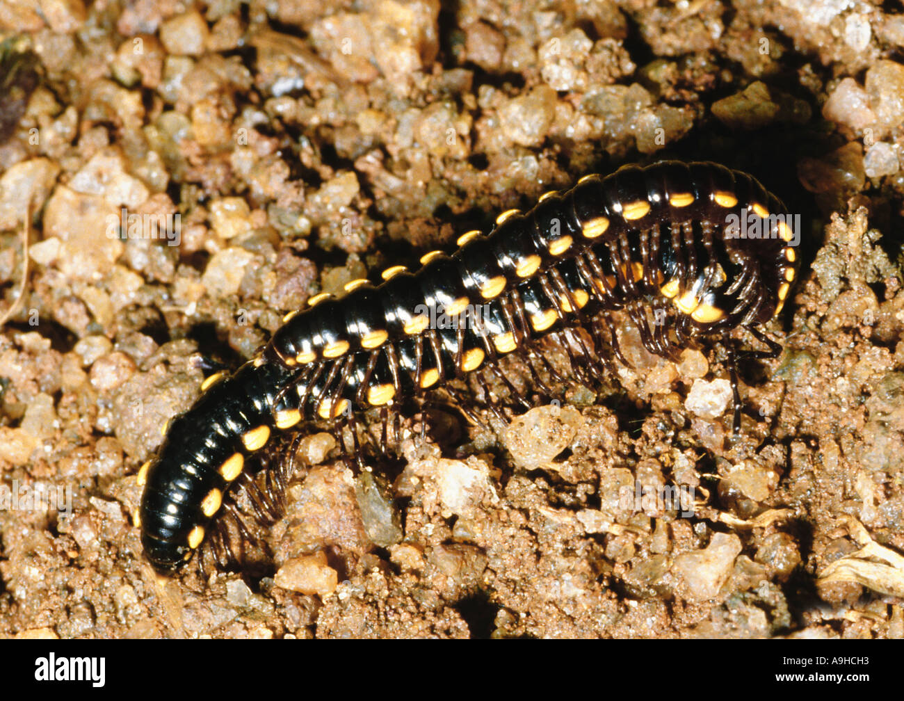 Millepede, tausend-Legger, Myriapodian (Tausendfüßern), Kopulation, Sri Lanka Stockfoto