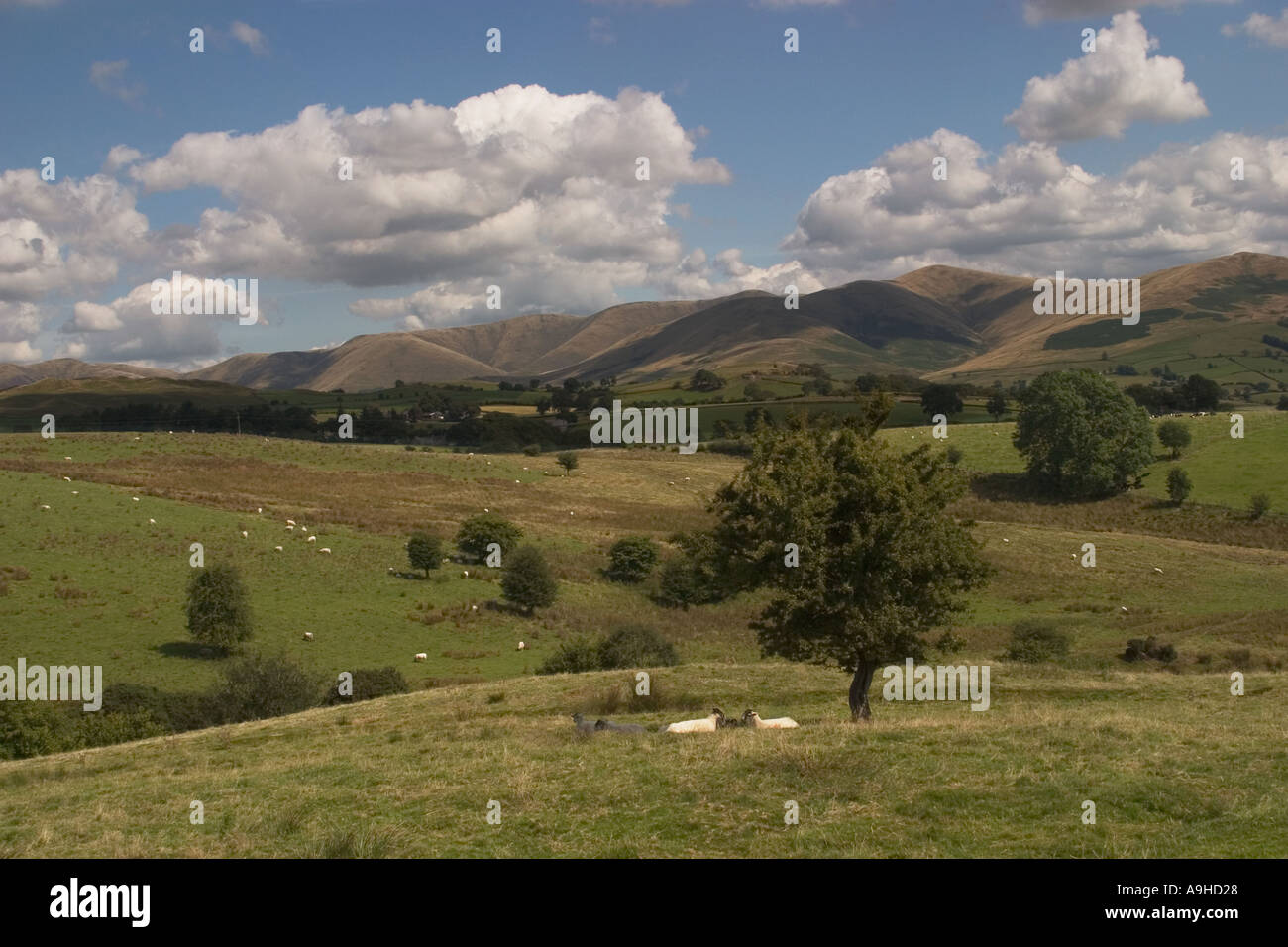 Landschaft von howgill Fells in die Pennines mit zwei Schafe sitzen Gesicht unter Baum im Vordergrund Yorkshire England Gesicht Stockfoto